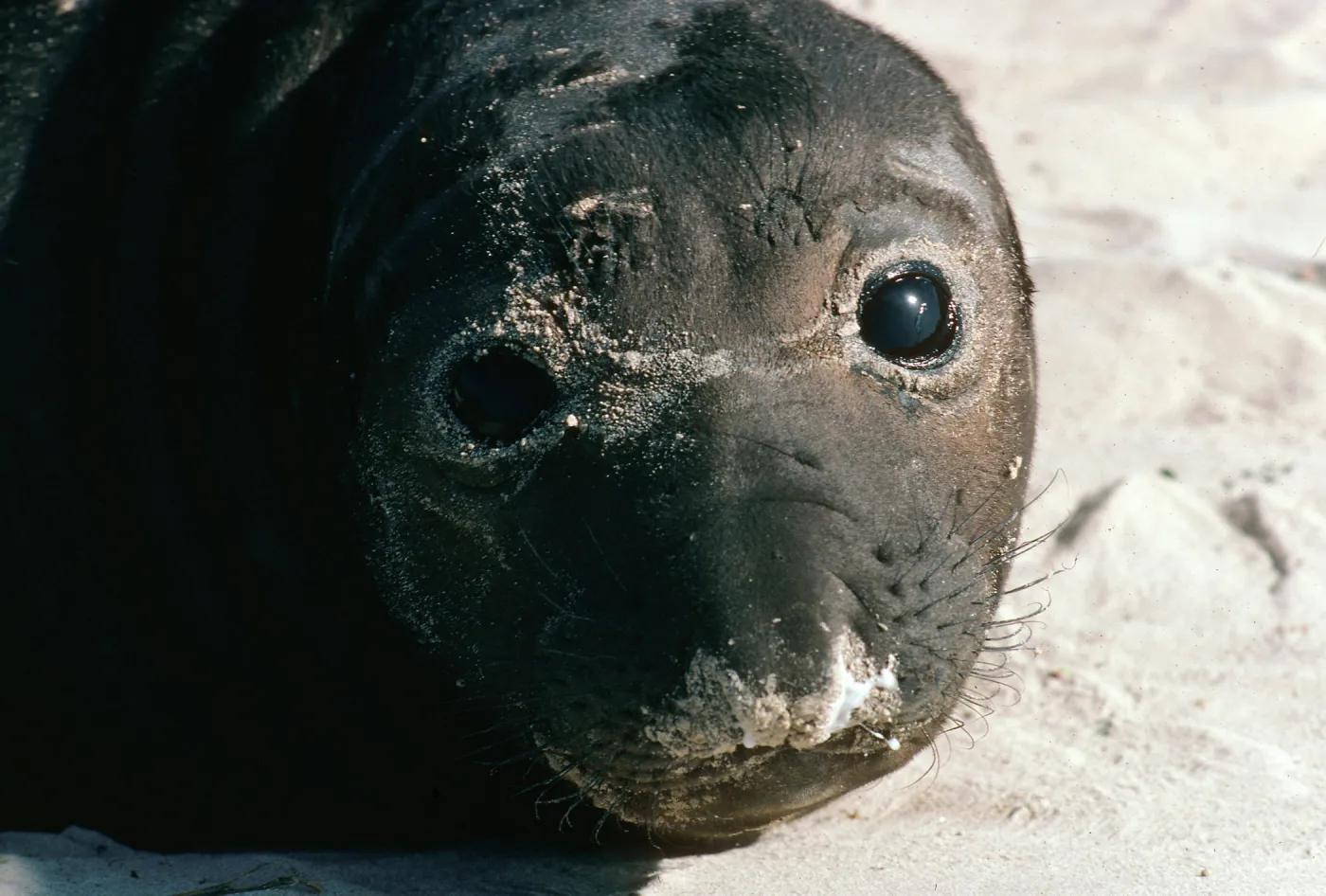 Elephant Seal, Point Bennett, San Miguel Island