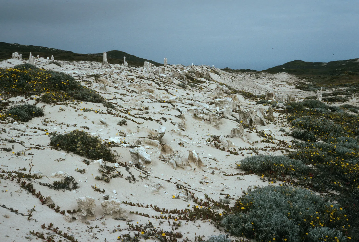 Caliche, Dunes above end of Simonton Cove, San Miguel Island