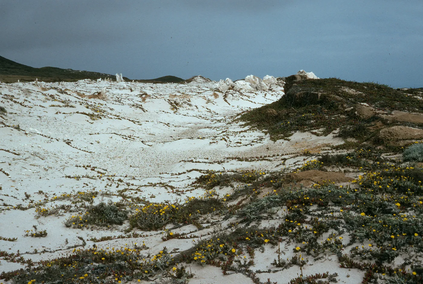Caliche, Malacothrix incana, near Range Pole Canyon, San Miguel Island