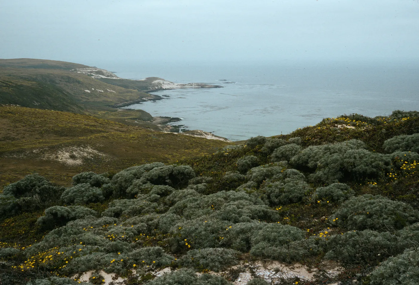 Stabilized dunes above west end of Simonton Cove, San Miguel Island