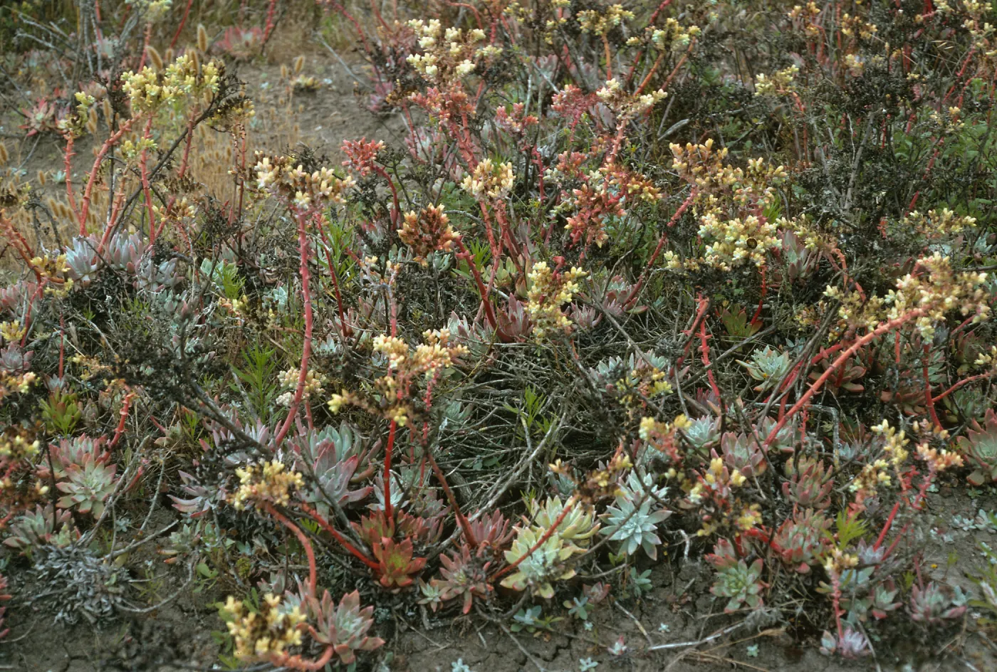 Dudleya greenei, San Miguel Peak, San Miguel Island
