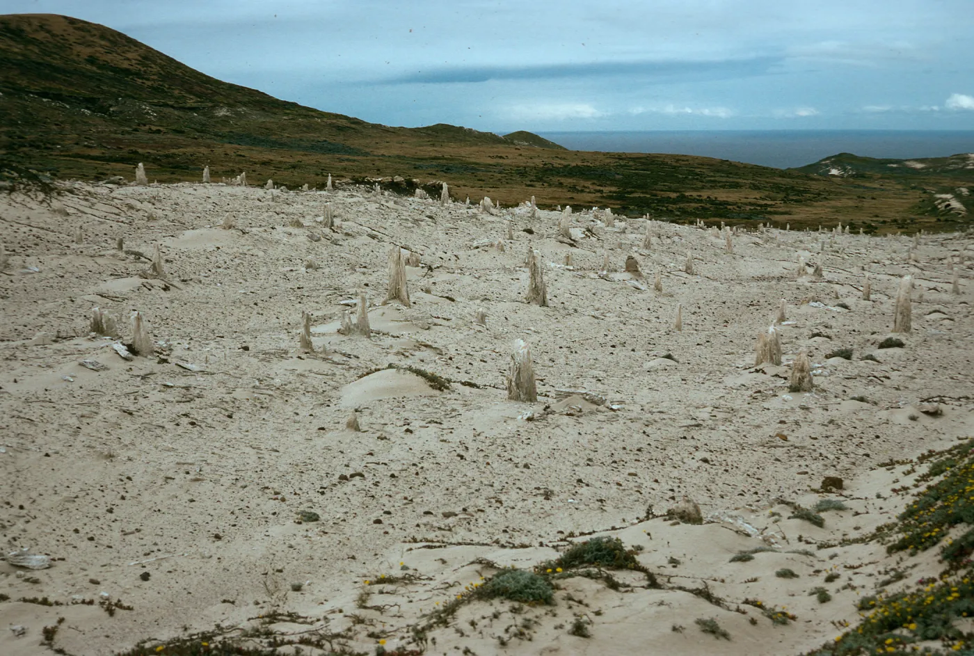 Caliche Forest, West of San Miguel Peak, San Miguel Island