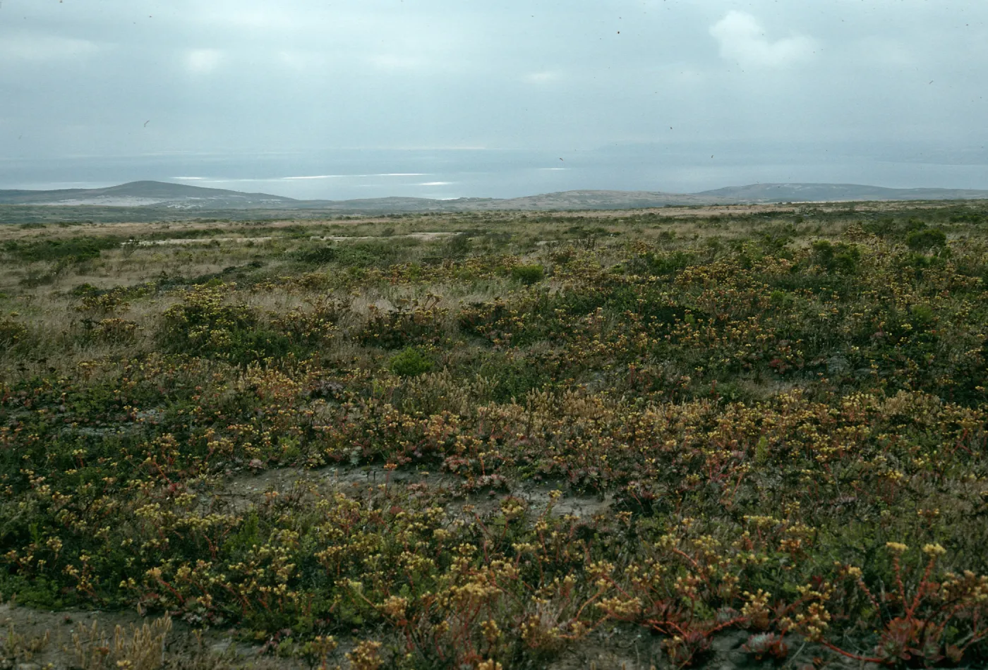 Dudleya greenei, Trail to San Miguel Peak, San Miguel Island