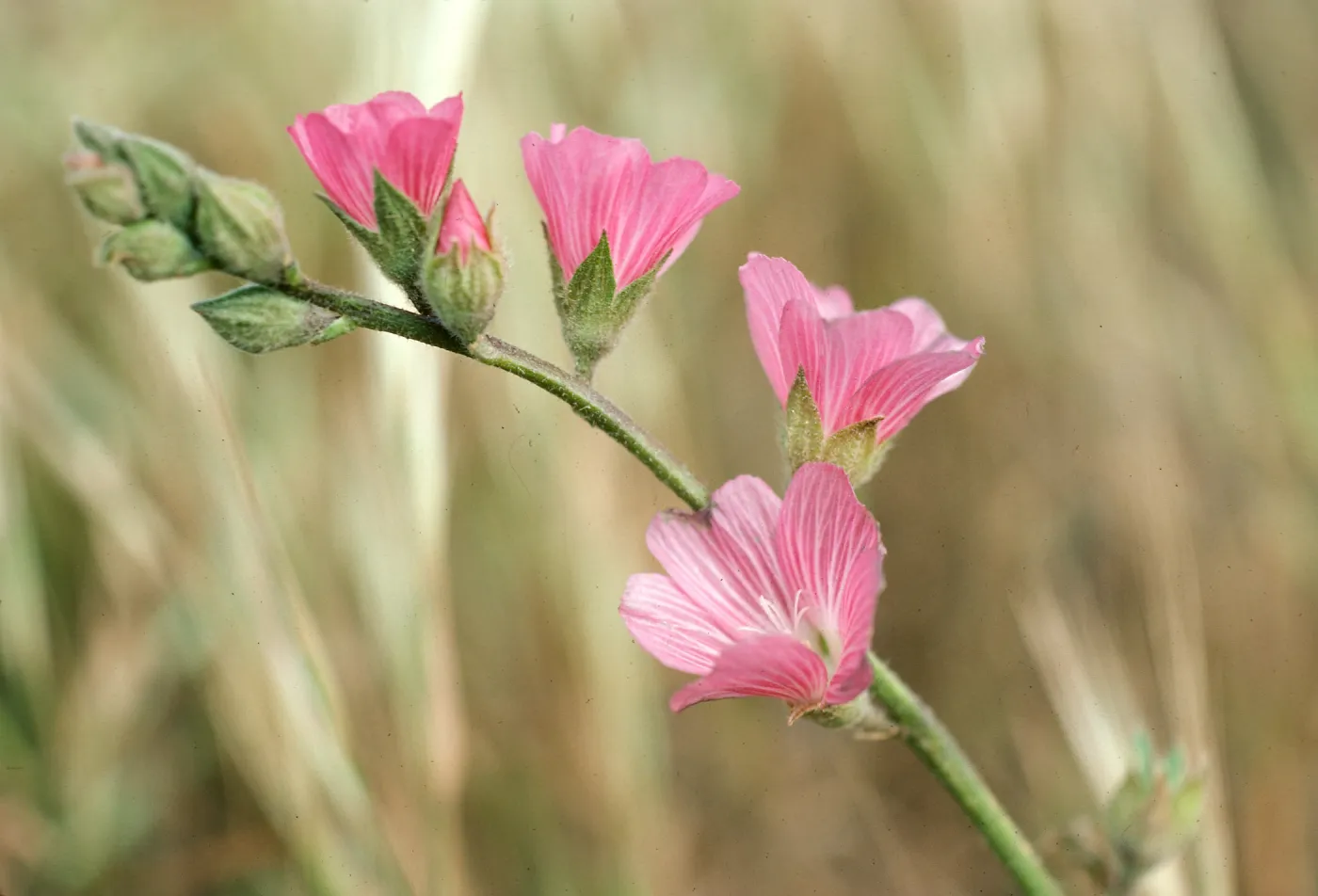 Sidalcea malviflora, Willow Canyon, San Miguel Island