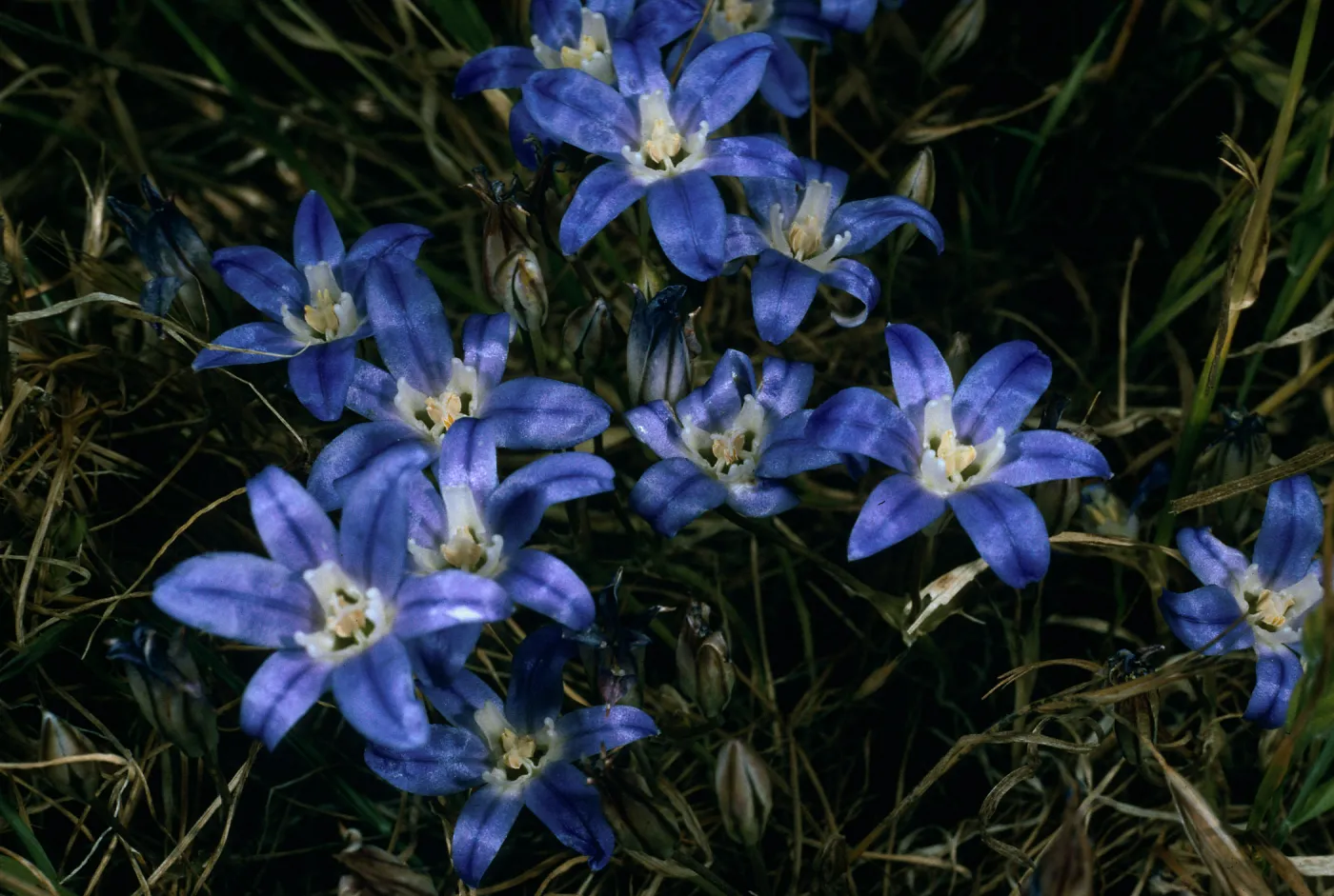 Brodiaea jolonensis, Trail to Cardwell Point, San Miguel Island
