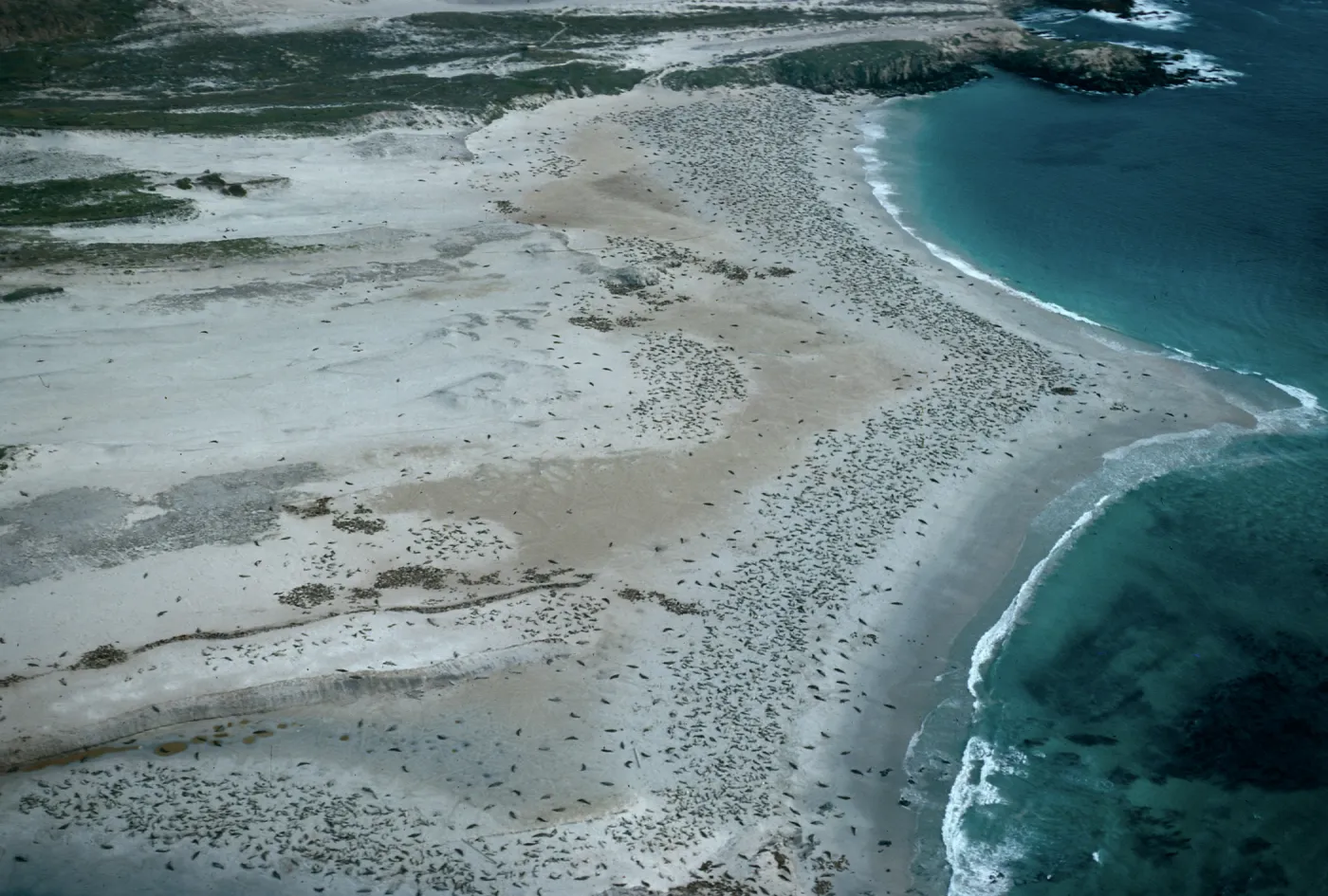 Pinninpeds, Point Bennett, San Miguel Island