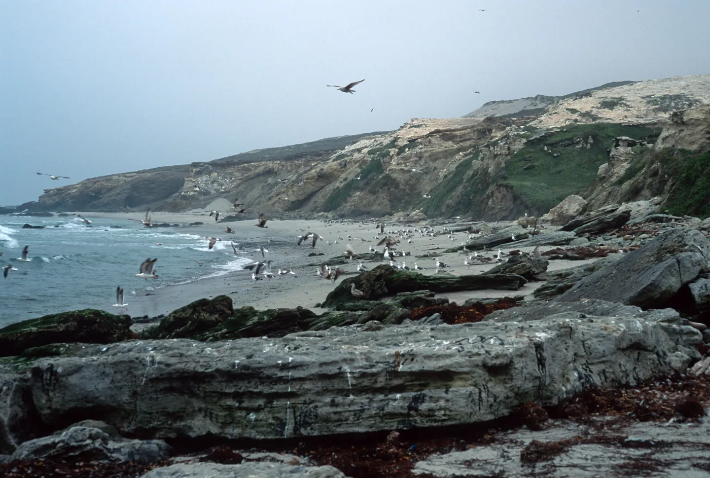 Sea gulls, Bath Beach, San Miguel Island