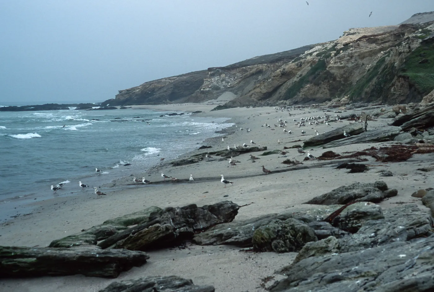 Sea Gulls, Bath Beach, San Miguel Island