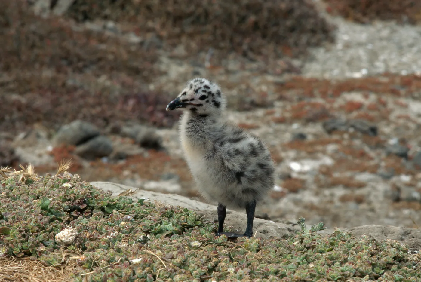 Western Gull chick, East Anacapa Island