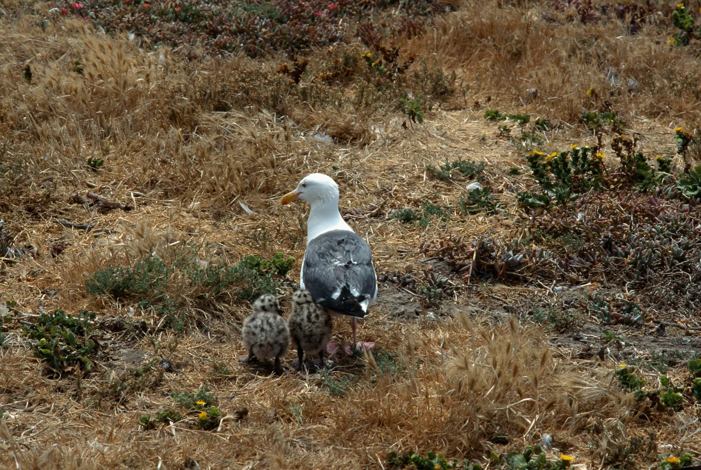 Western Gull and chicks, East Anacapa Island
