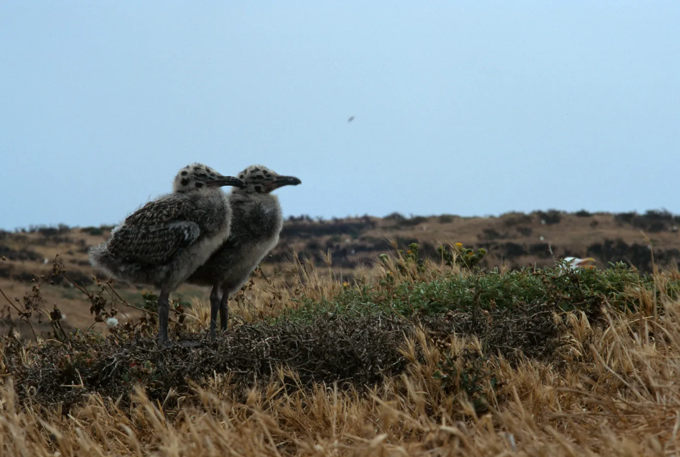 Western Gull chicks, East Anacapa Island