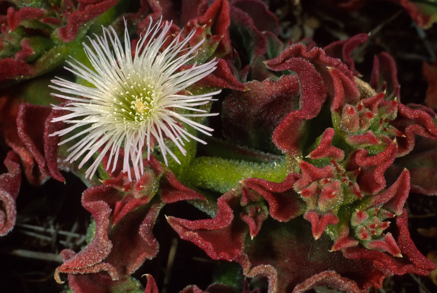 Mesembryanthemum crystallinum, Head of north fork of Graveyand Canyon, Santa Barbara Island