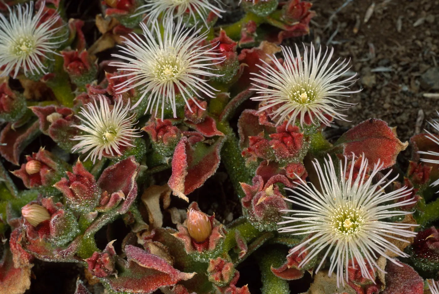 Mesembryanthemum crystallinum, Head of north fork of Graveyand Canyon, Santa Barbara Island