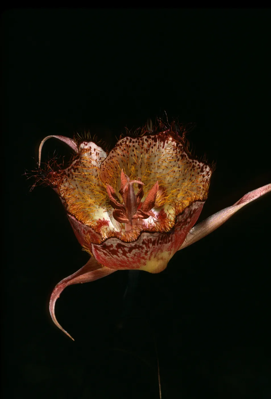 Calochortus Weedii, Tunnel Road Trail, Santa Ynez Mountains