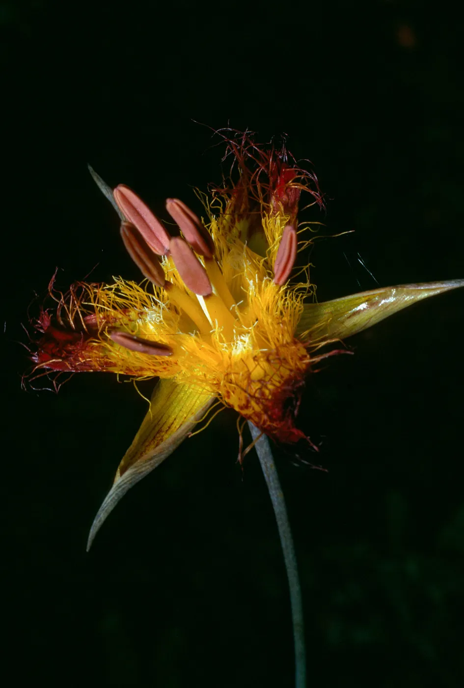 Calochortus obispoensis, Cuesta Ridge Botanical Area