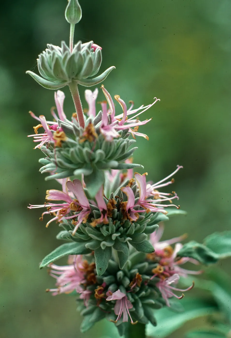 Salvia leucophylla (Purple Sage), San Roque Canyon