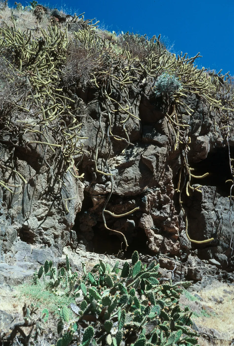 Bergerocactus, China Canyon, San Clemente Island