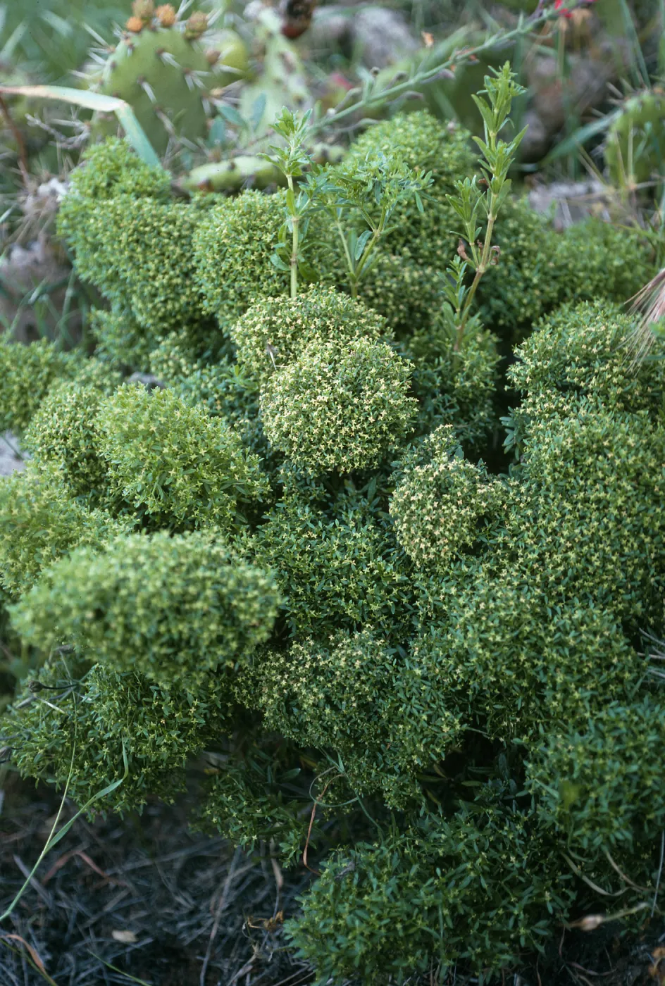 Galium catalinense ssp. acrispum, SCI-230, Δ Jack, San Clemente Island