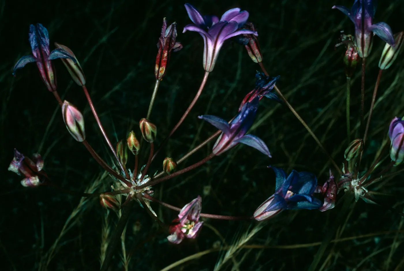 Brodiaea kinkiensis, Near Δ Stone, San Clemente Island