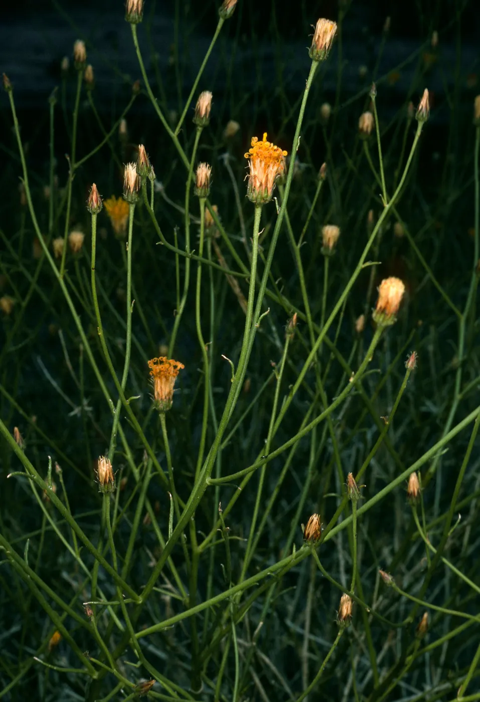 Bebbia juncea, Darwin Falls, Panamint Valley