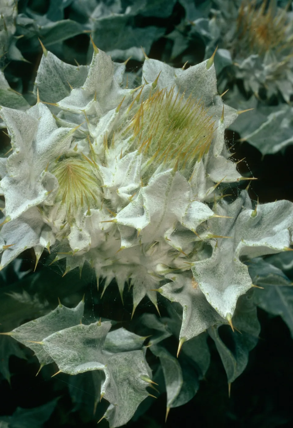 Cirsium rhothophilum, Dunes north of Point Concerption