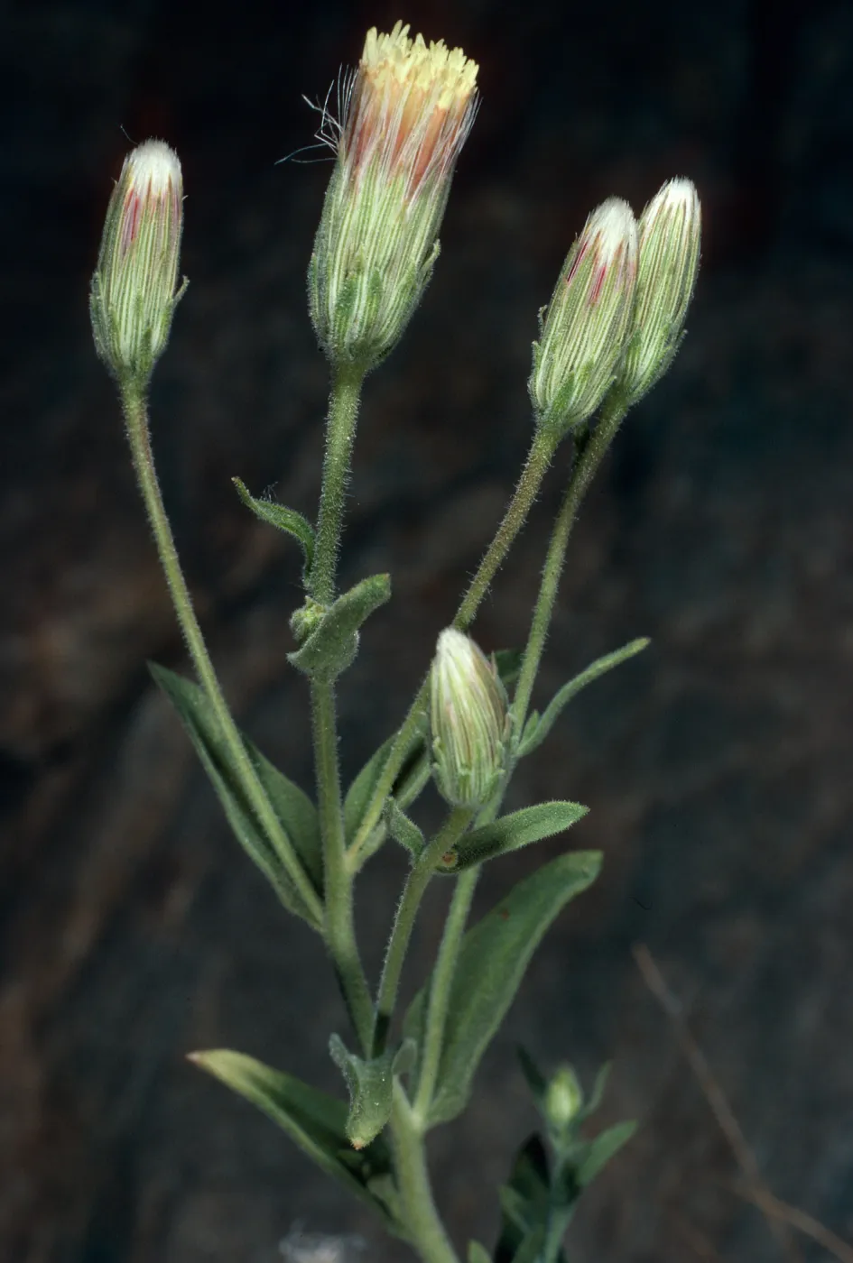 Brickellia oblongifolia var. linifolia, Saline Valley Road, Eureka Valley