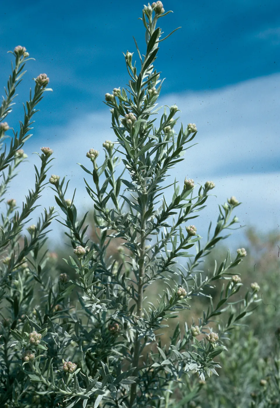 Pluchea sericea, Saline Valley