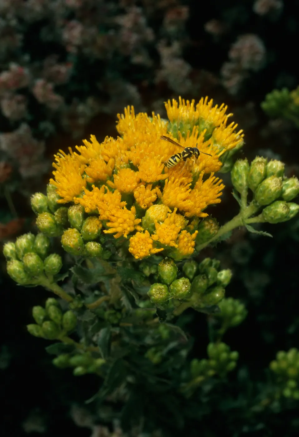 Haplopappus venetus ssp. vernonioides, Goleta Beach