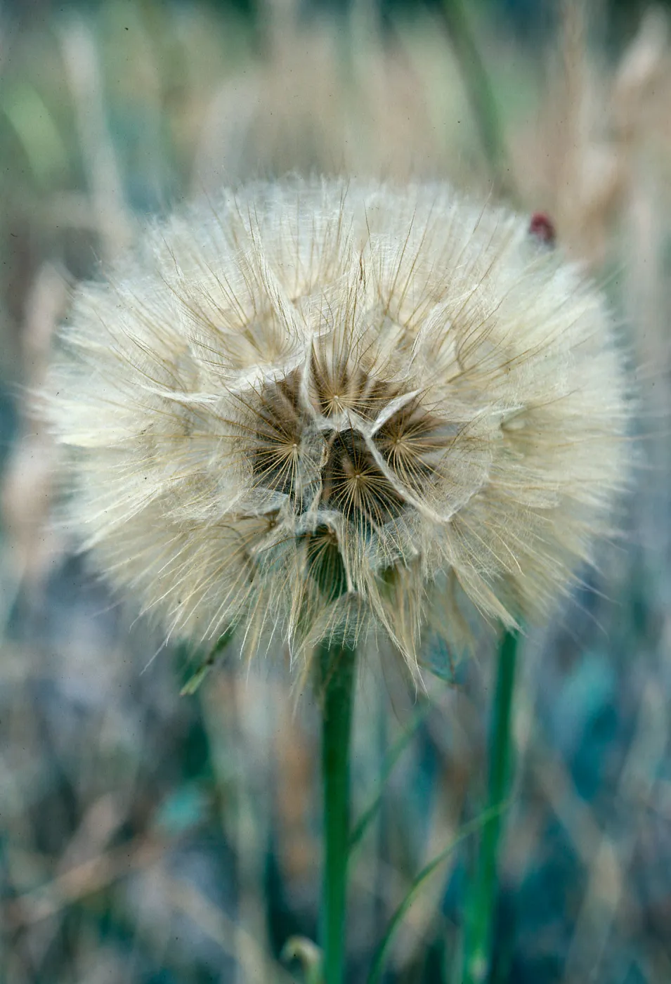 Tragopogon porrifolius, 1140 Tunnel Road
