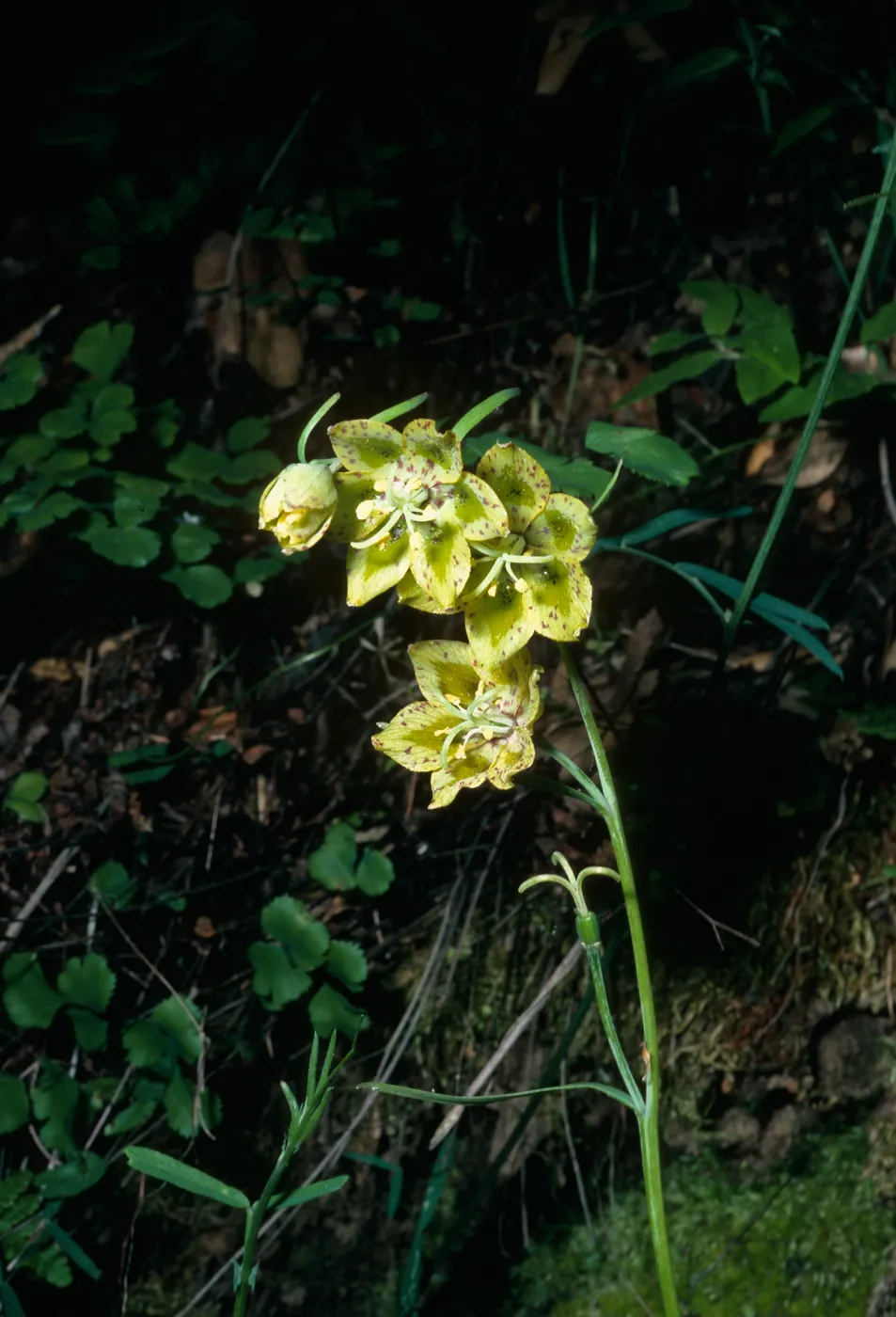 Fritillaria ojaiensis, Nineteen Oaks Trail
