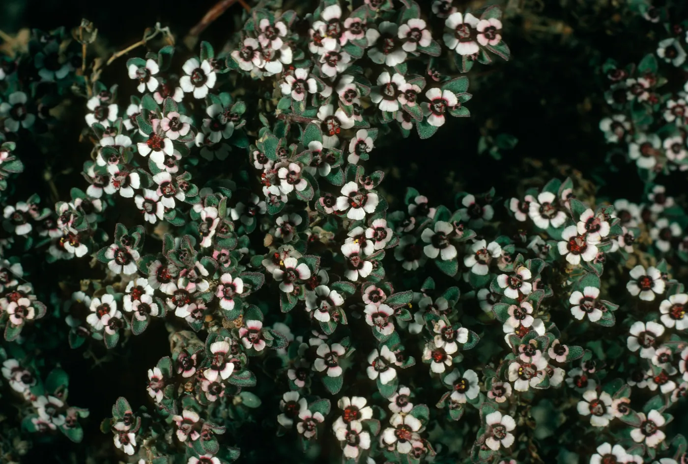 Euphorbia albomarginata, Pinyon Mountains, Anza Borrego