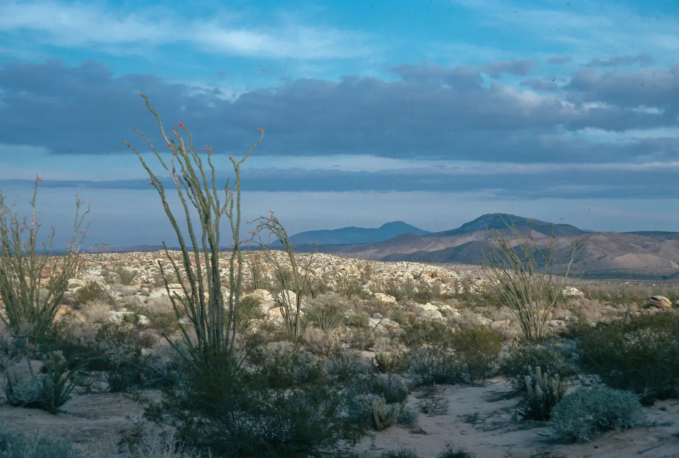 Bow Willow, Torote Bowl Trail, Anza Borrego