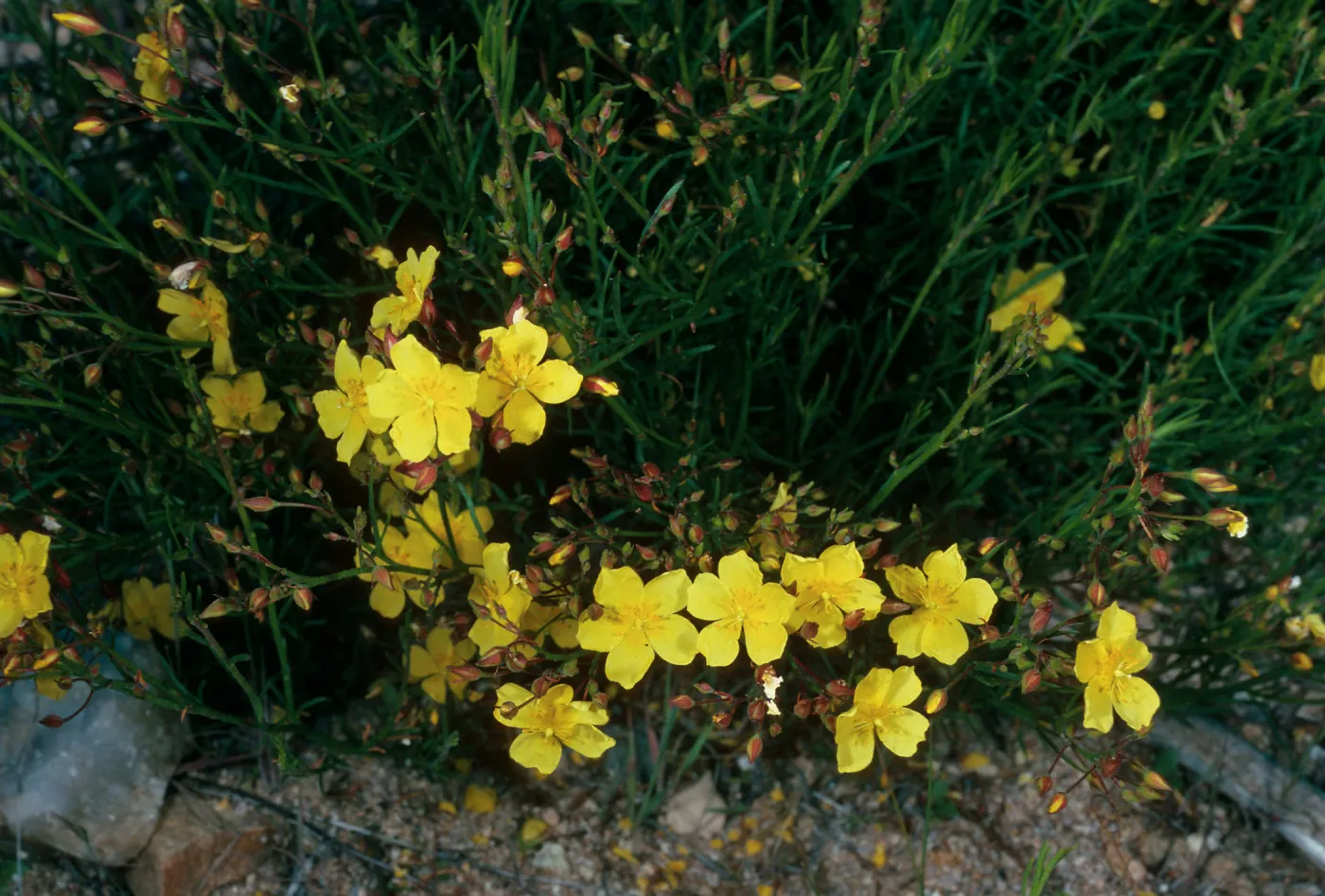 Helianthemum scoparium, Toro Canyon County Park