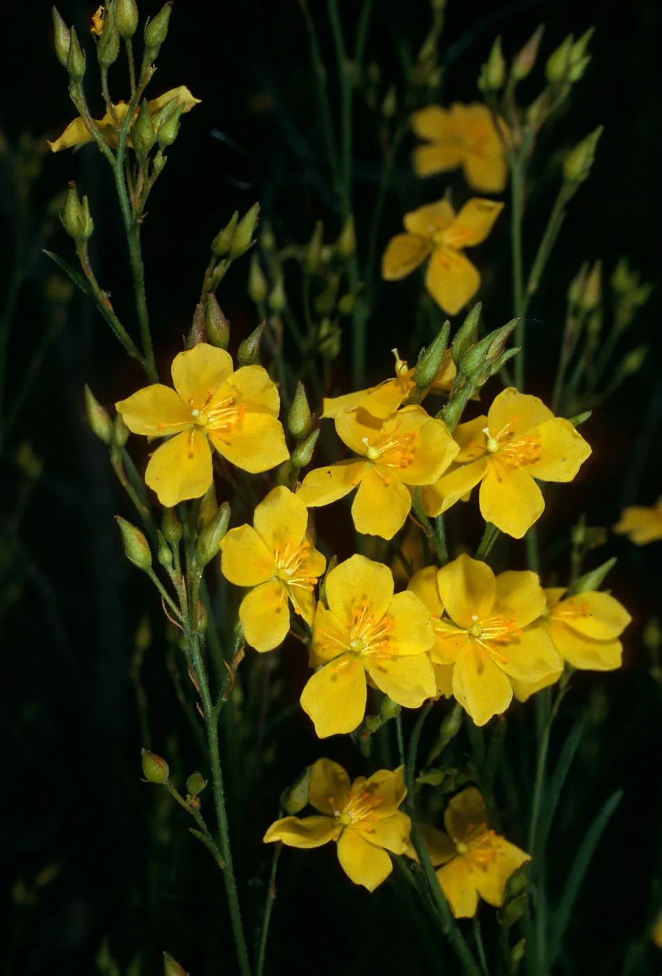 Helianthemum scoparium, Jesusita Trail