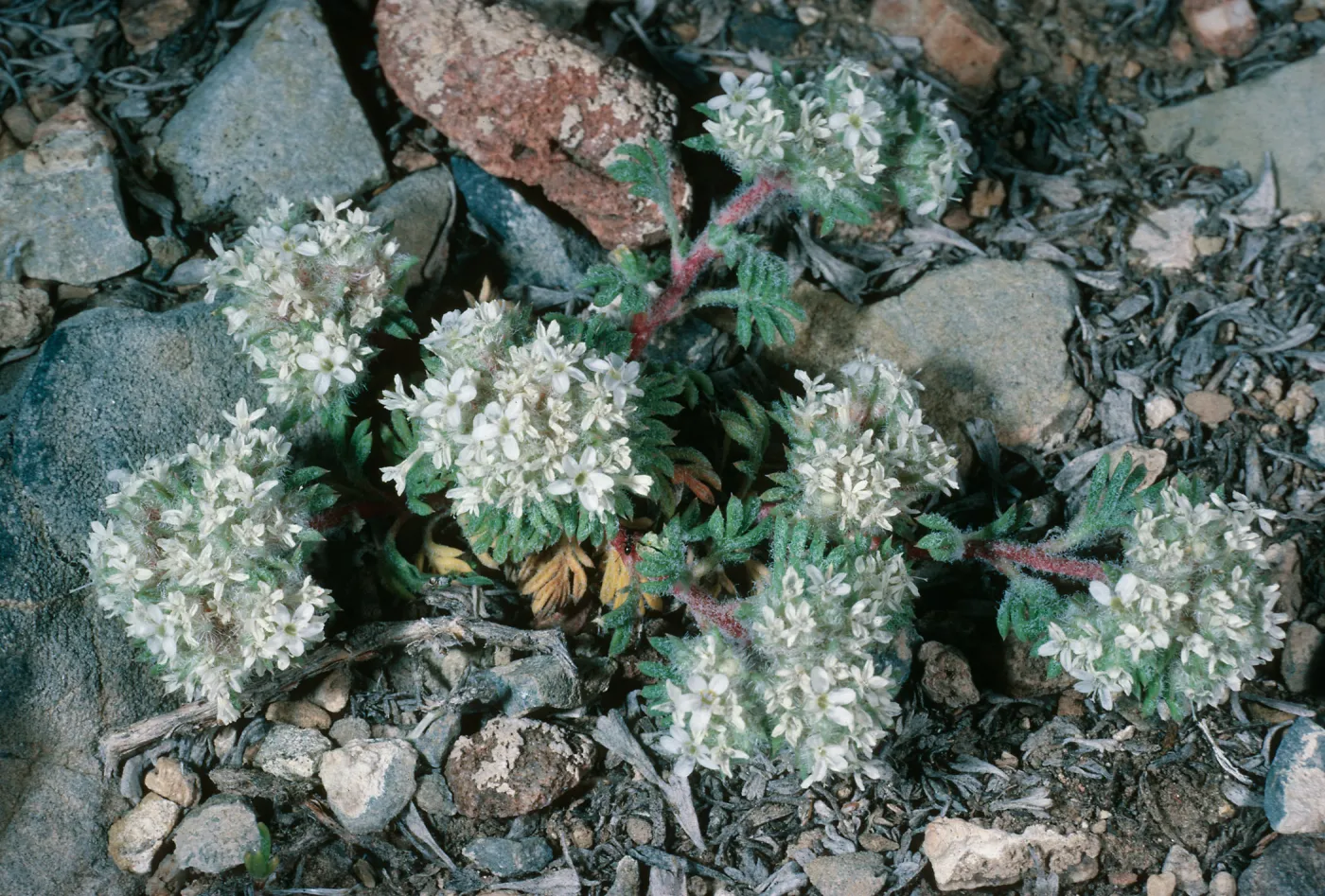 Ipomopsis congesta, South of Schulman Grove, White Mountains