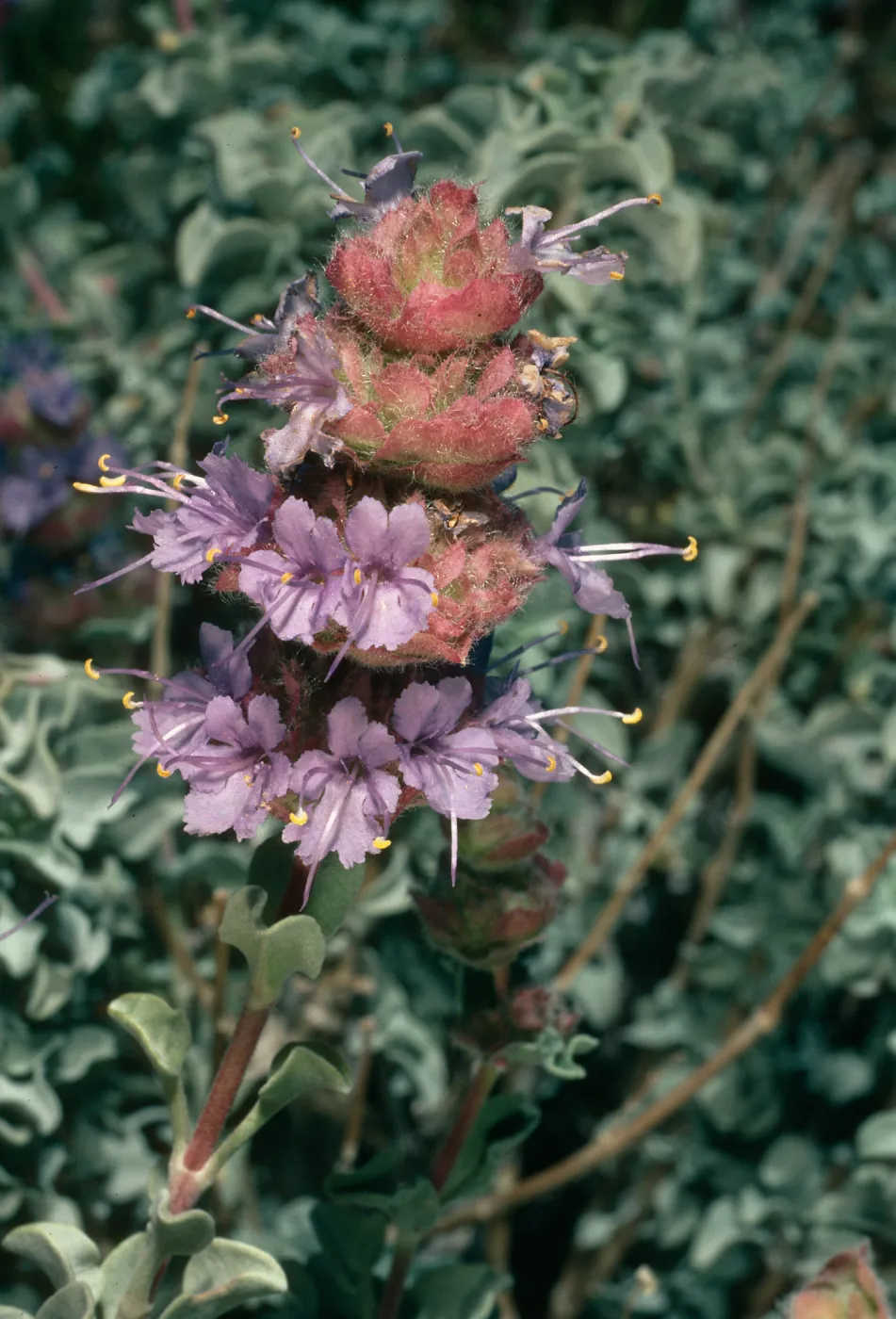 Salvia (Sage) dorrii