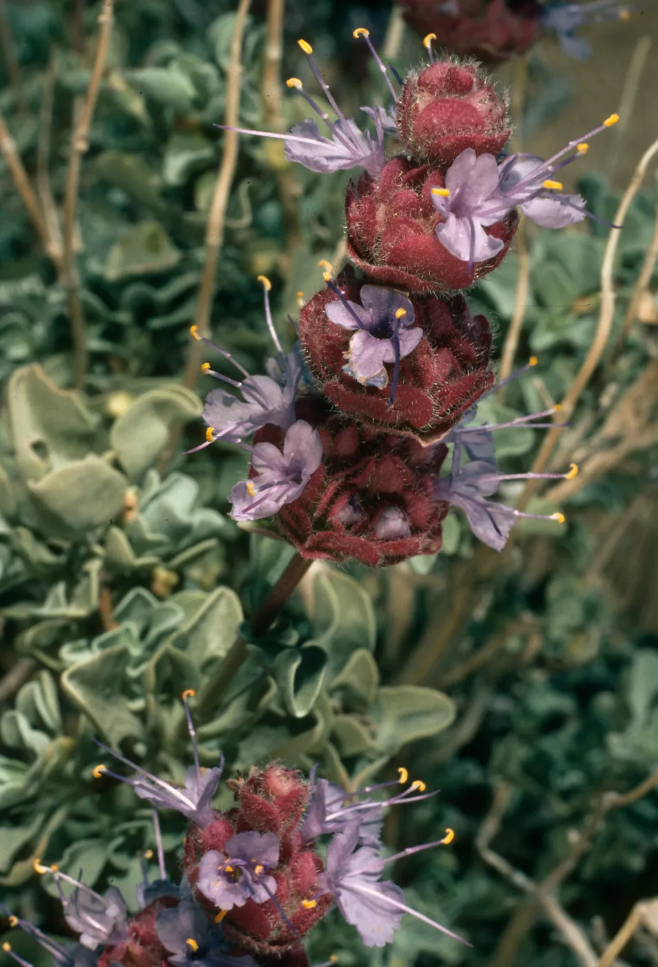 Salvia (Sage) dorrii