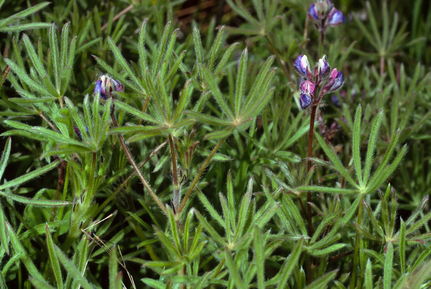 Lupinus bicolor, Cape Canyon, Santa Catalina Island