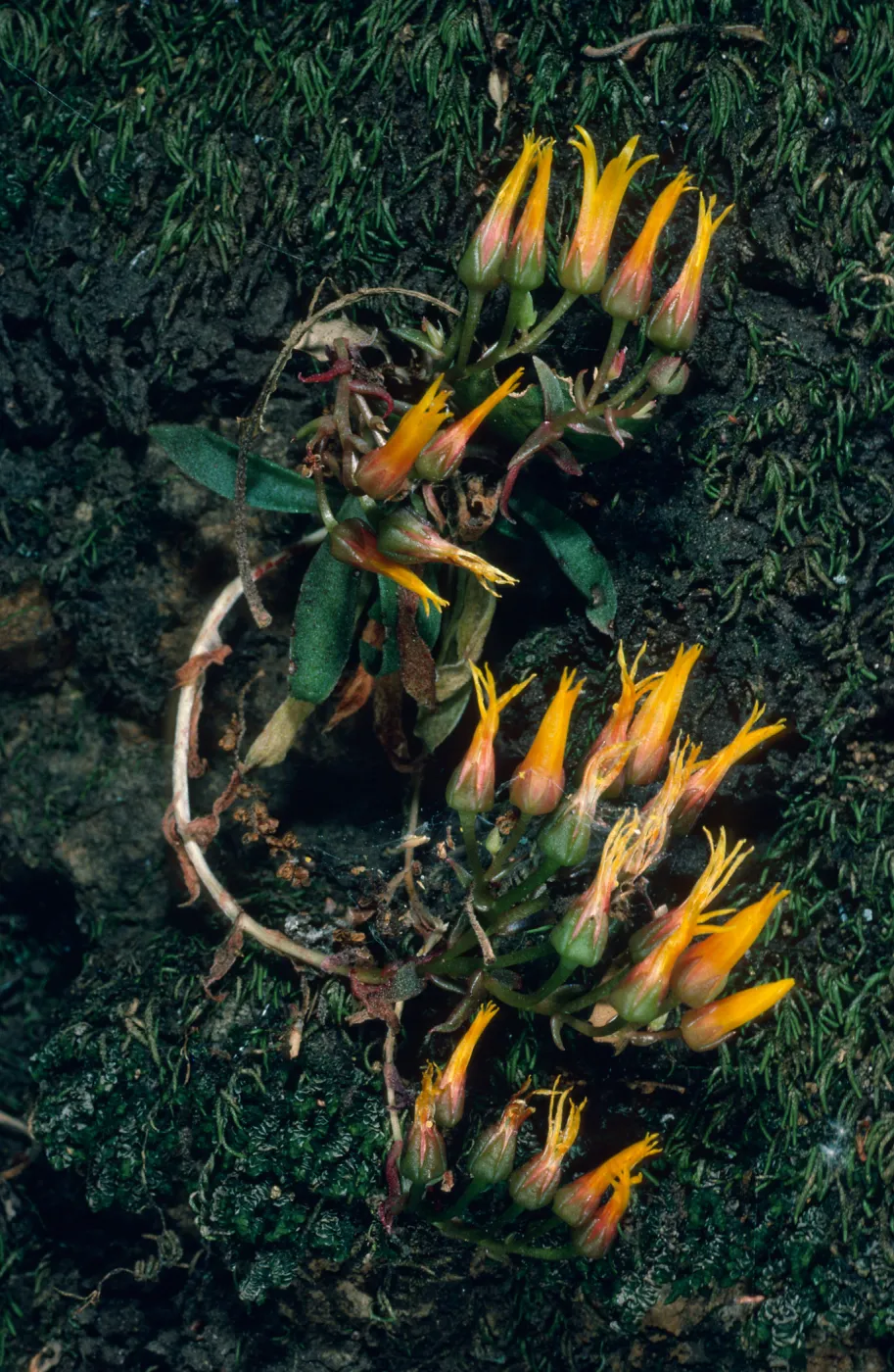 Dudleya cymosa marescens, SJ-1371A, Cotharin Road, Yerba Buena, Santa Monica Mountains