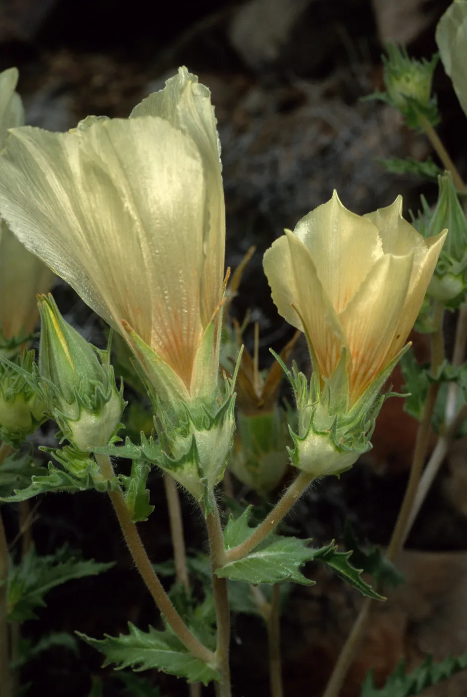 Mentzelia involucrata, North of Pass, Joshua Tree