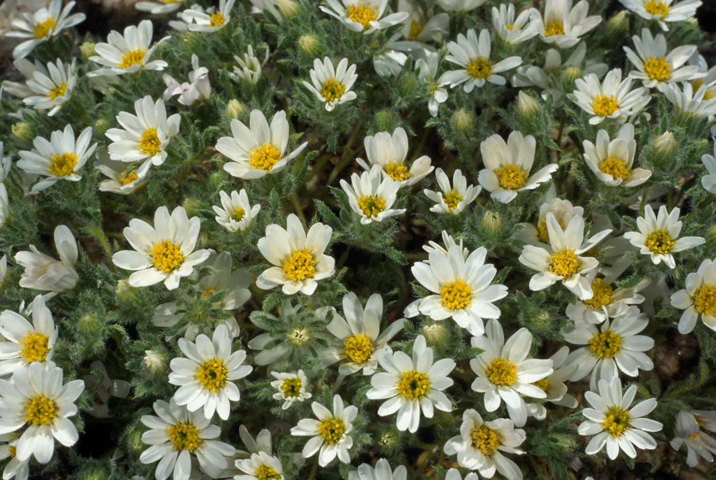 Monoptilon bellioides, South end, Joshua Tree
