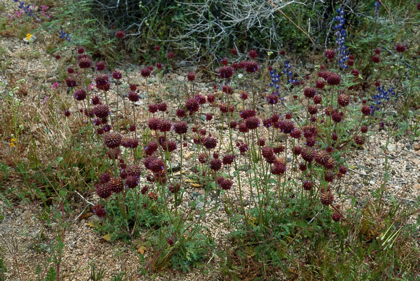 Salvia columbariae (Chia), North of Pass, Joshua Tree