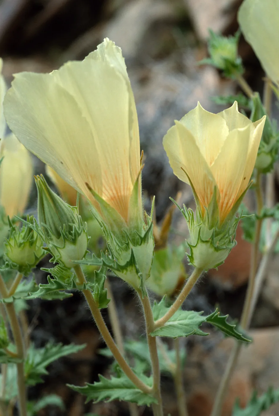 Mentzelia involucrata, North of Pass, Joshua Tree
