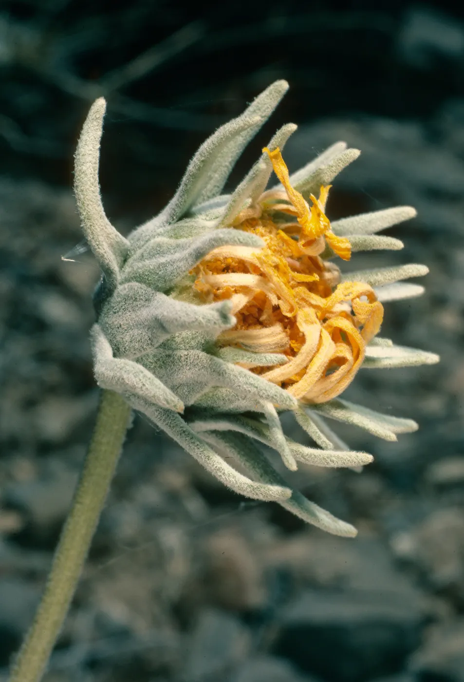 Enceliopsis nudicaulis, SJ-1283, Eureka Valley Road, Death Valley