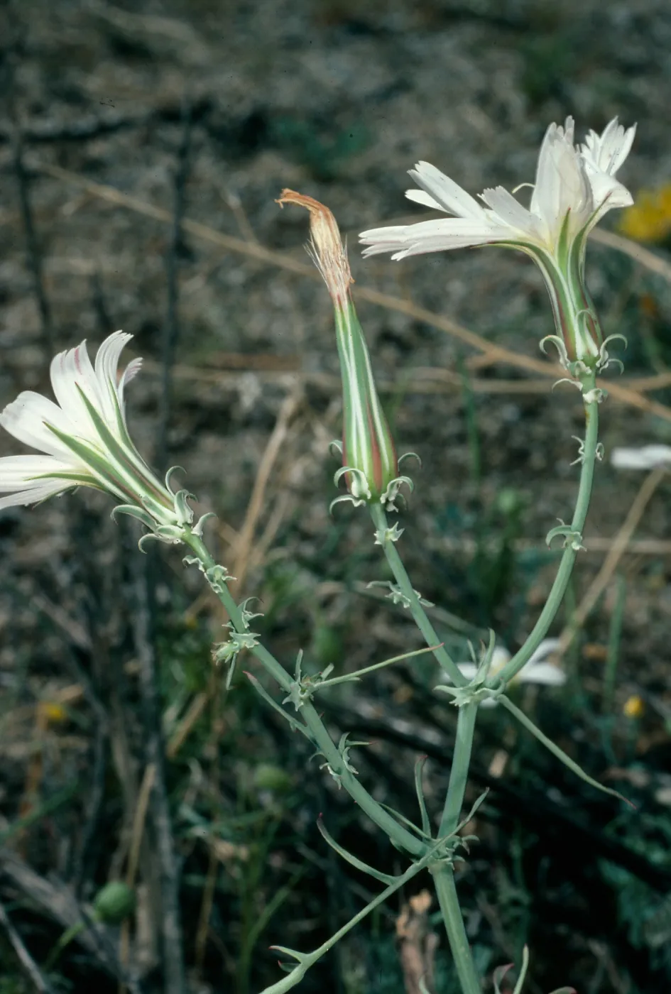 Rafinesquia neomexicana, Borrego Palm Canyon