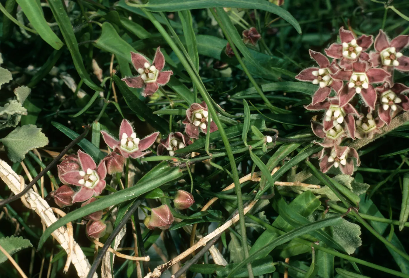 Sarcostemma cynanchoides, Borrego Palm Canyon