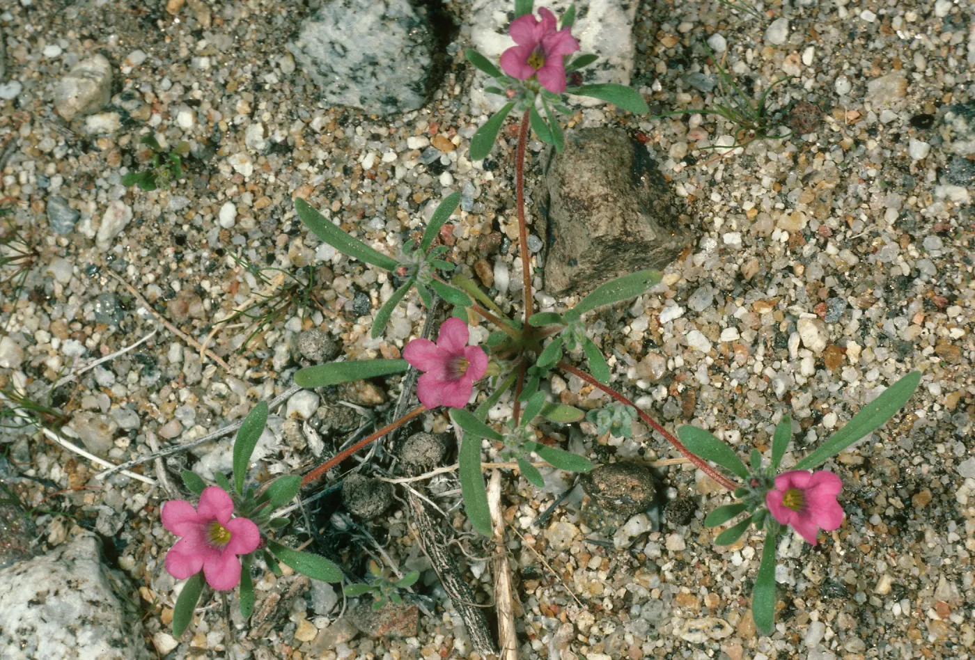 Nama demissum, Borrego Palm Canyon