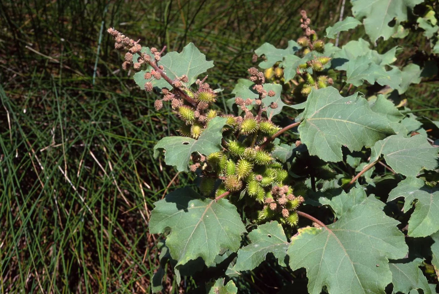 Xanthium strumarium, Cherry Cove, Santa Catalina Island