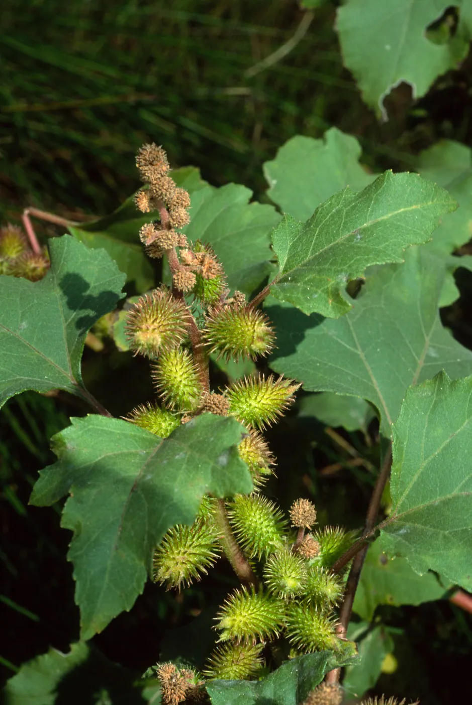 Xanthium strumarium, Cherry Cove, Santa Catalina Island
