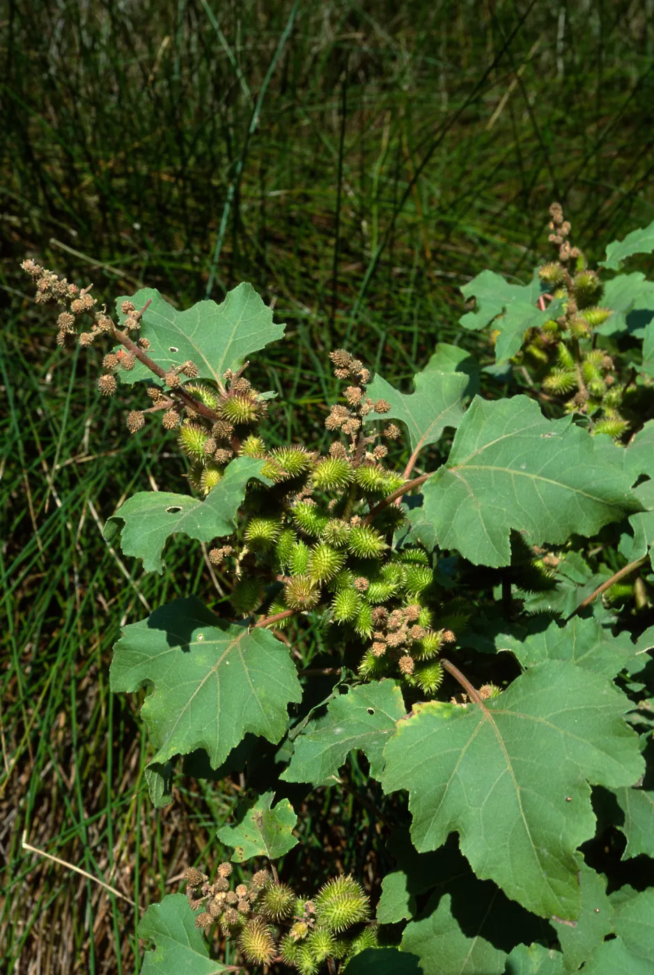 Xanthium strumarium, Cherry Cove, Santa Catalina Island
